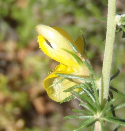 Aspalathus teres, photographed by Nicola van Berkel