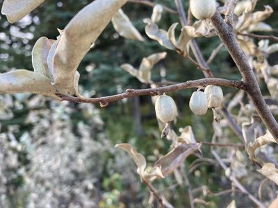 Elaeagnus commutata, photographed by Caleb Catto
