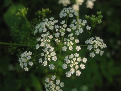 Sium sisarum, photographed by Евгений Рыбальченко