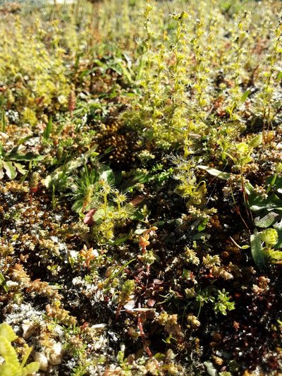 Drosera ramellosa, photographed by Em Lamond