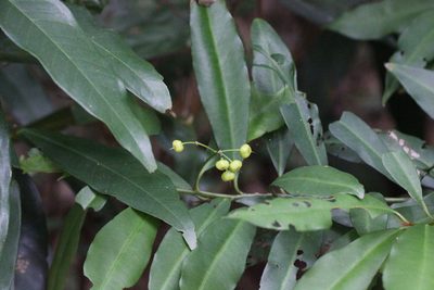 Ardisia quinquegona, photographed by Agnes Trekker