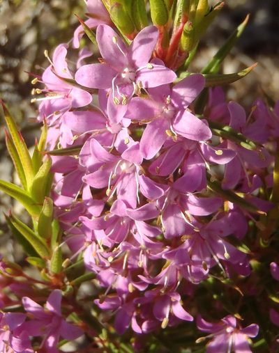 Agathosma pungens, photographed by Nicola van Berkel