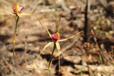 Caladenia decora, photographed by Em Lamond