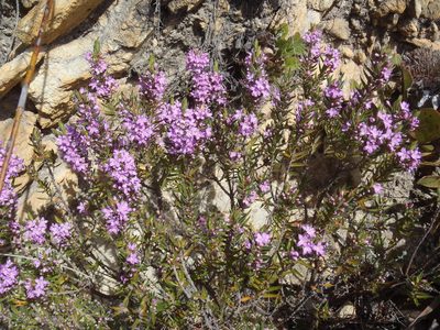 Agathosma pungens, photographed by Nicola van Berkel