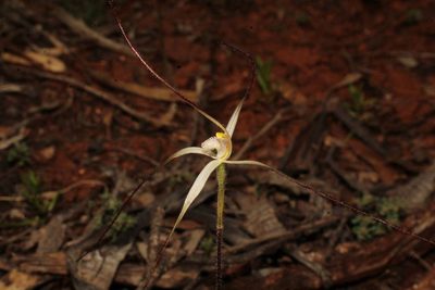 Caladenia microchila, photographed by Em Lamond