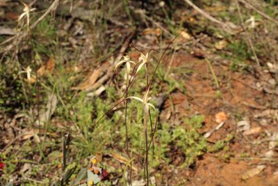 Caladenia microchila, photographed by Em Lamond
