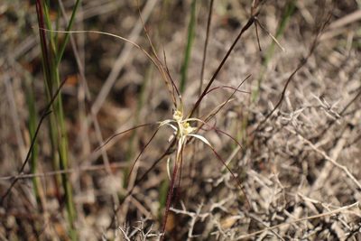 Caladenia microchila, photographed by Em Lamond