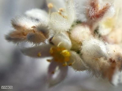 Lachnaea laniflora, photographed by Chris Vynbos