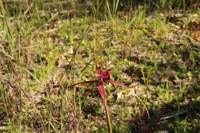 Caladenia decora, photographed by Em Lamond