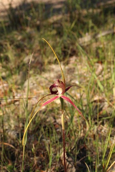 Caladenia decora, photographed by Em Lamond