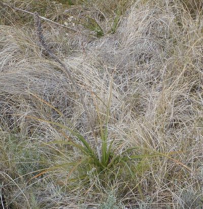 Kniphofia bruceae, photographed by Nicola van Berkel