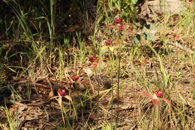 Caladenia decora, photographed by Em Lamond