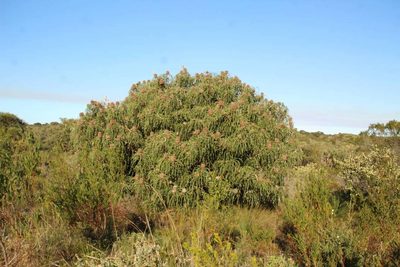 Banksia speciosa, photographed by Em Lamond