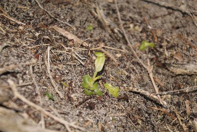 Pterostylis lortensis, photographed by Em Lamond