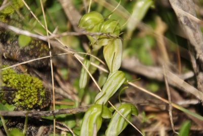 Pterostylis lortensis, photographed by Em Lamond