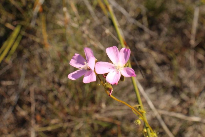Drosera neesii, photographed by Em Lamond