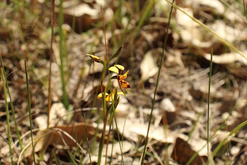 Diuris laxiflora, photographed by Em Lamond