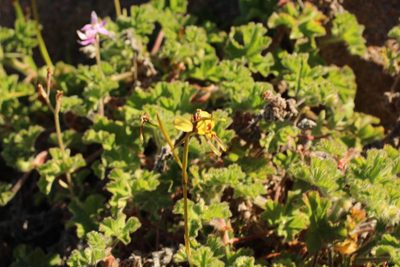Diuris conspicillata, photographed by Em Lamond