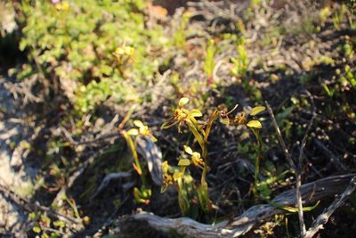 Diuris conspicillata, photographed by Em Lamond
