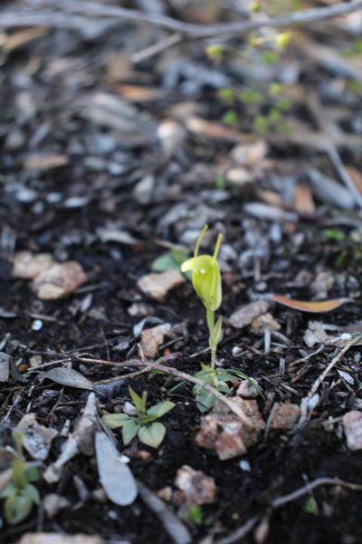 Pterostylis lortensis, photographed by Em Lamond
