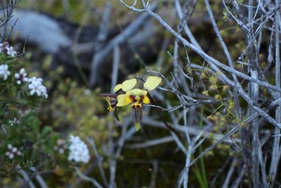 Diuris conspicillata, photographed by Em Lamond