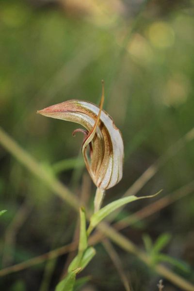 Pterostylis rogersii, photographed by Em Lamond