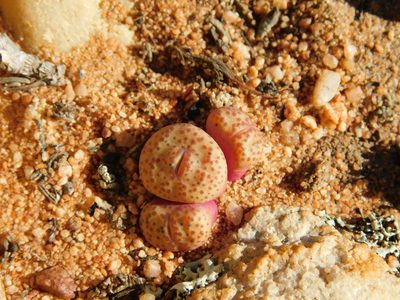 Conophytum truncatum, photographed by Rebecca Ryen-Stols