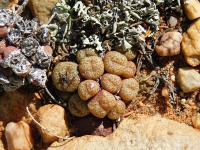 Conophytum truncatum, photographed by Rebecca Ryen-Stols