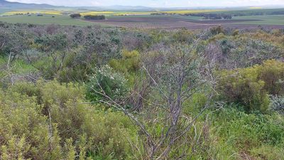 Psoralea hirta, photographed by Jacques van der Merwe