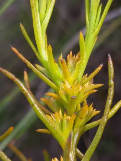 Thesium glomeruliflorum, photographed by kevin koen