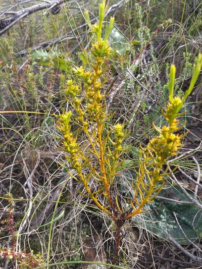 Thesium glomeruliflorum, photographed by kevin koen