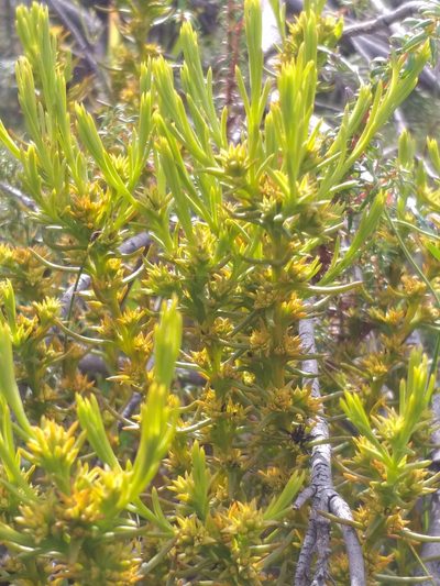 Thesium glomeruliflorum, photographed by kevin koen