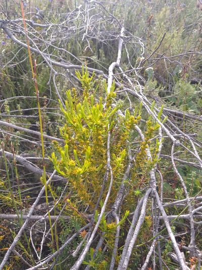 Thesium glomeruliflorum, photographed by kevin koen