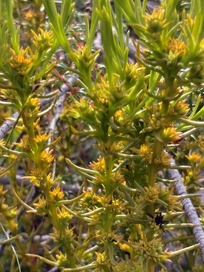 Thesium glomeruliflorum, photographed by kevin koen