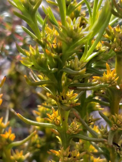 Thesium glomeruliflorum, photographed by kevin koen
