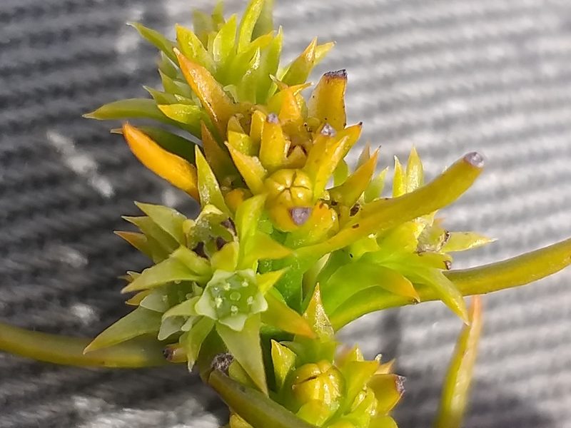 Thesium glomeruliflorum, photographed by kevin koen