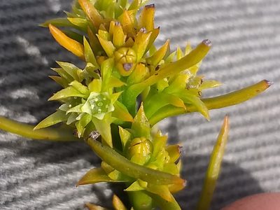 Thesium glomeruliflorum, photographed by kevin koen