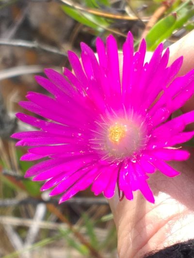 Lampranthus laxifolius, photographed by kevin koen