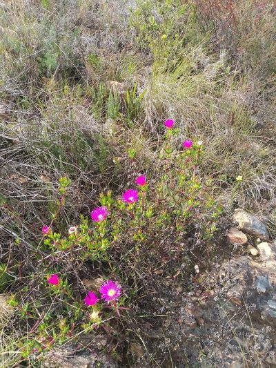 Lampranthus laxifolius, photographed by kevin koen