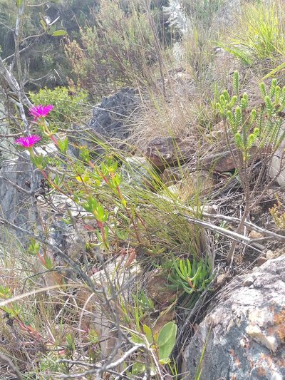 Lampranthus laxifolius, photographed by kevin koen