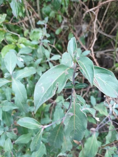 Cornus capitata, photographed by Richard Davies