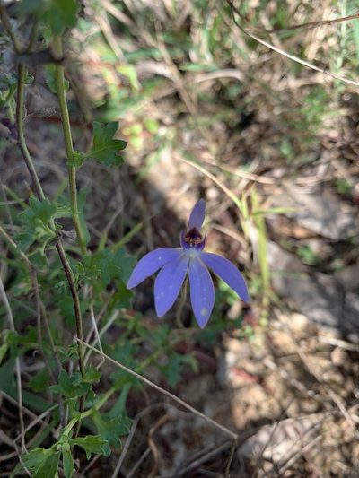 Caladenia caerulea, photographed by Lukas Clews