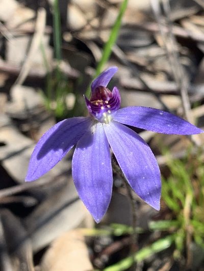 Caladenia caerulea, photographed by Lukas Clews