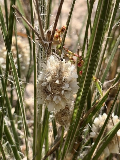Lomandra leucocephala, photographed by Lukas Clews