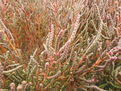 Salicornia perennans, photographed by Ксения Волянская
