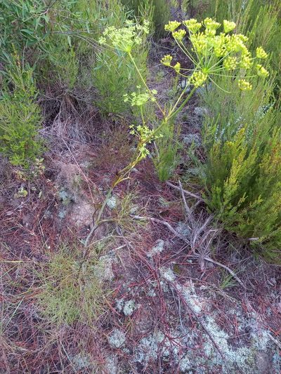 Peucedanum officinale, photographed by Neus Julià