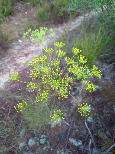 Peucedanum officinale, photographed by Neus Julià