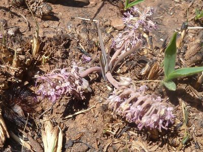 Ledebouria leptophylla, photographed by Andrew Hankey