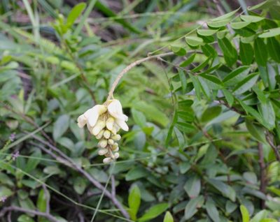 Nanhaia speciosa, photographed by Agnes Trekker
