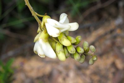 Nanhaia speciosa, photographed by Agnes Trekker